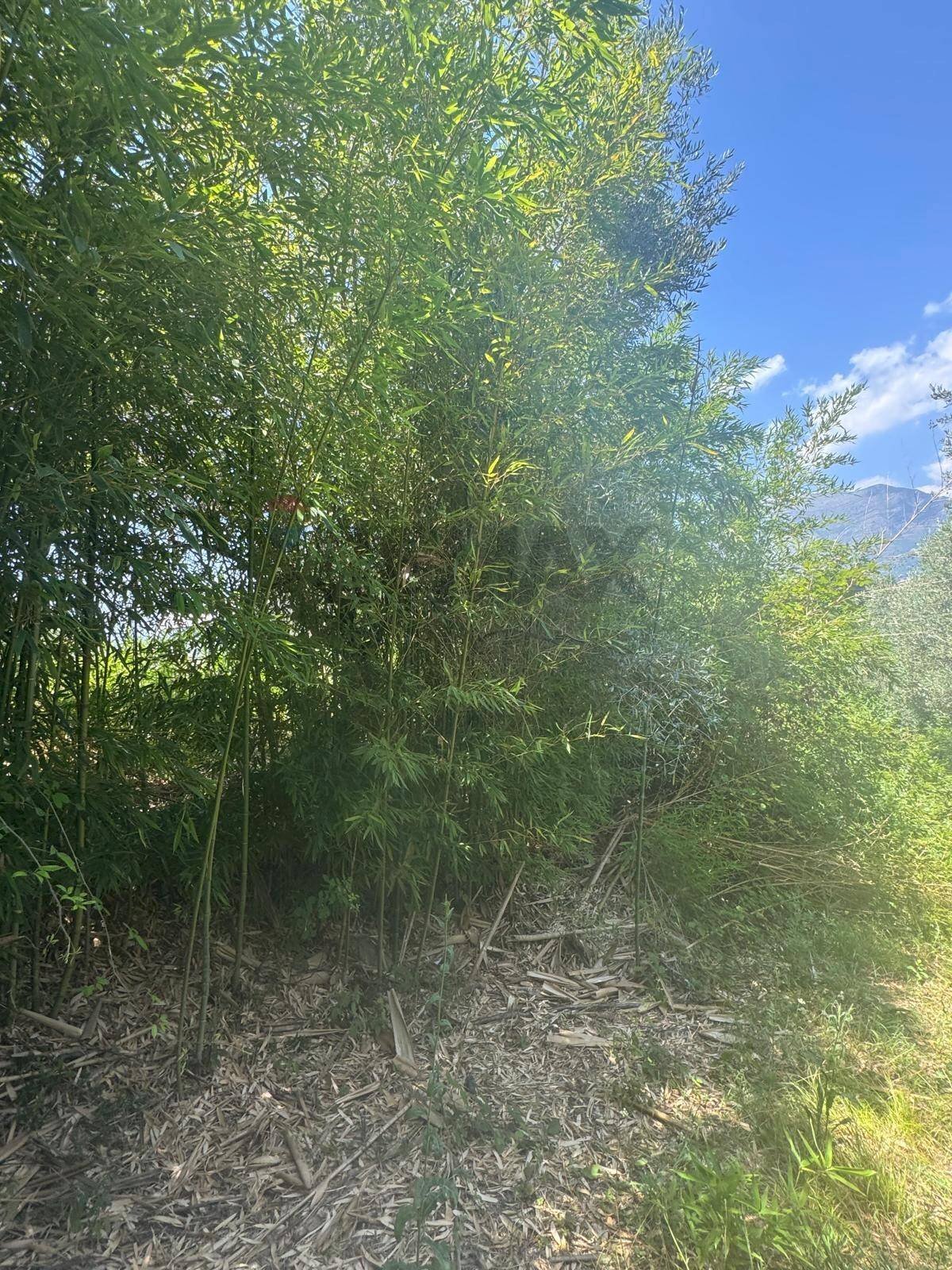 Non correlato - Terreno agricolo loc casella, Minturno - foto 2