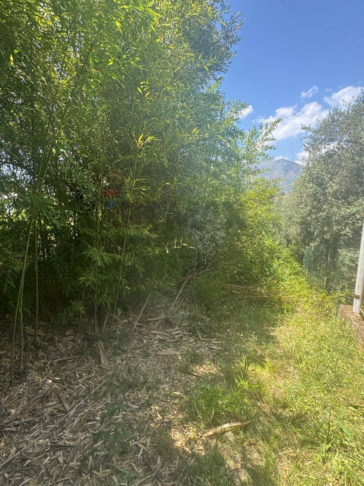 Giardino - Terreno agricolo loc casella, Minturno - foto 3