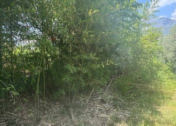 Giardino - Terreno agricolo loc casella, Minturno - foto 5