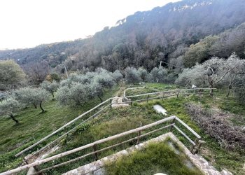 TERRENO - Casa indipendente MONTE PORTOFINO, Santa Margherita Ligure - foto 8
