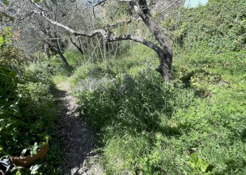 TERRENO - Casa indipendente VIA CANNETO APPARIZIONE, Genova (zona Apparizione) - foto 23