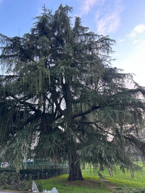 Giardino - Quadrilocale via Pietro Pomponazzi, Bologna (zona Mazzini) - foto 1