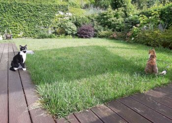 whatsapp image 2026-01-31 at 17.44.48 (1) - Villa Bifamiliare strada Cordova, 34/5, Castiglione Torinese - foto 4