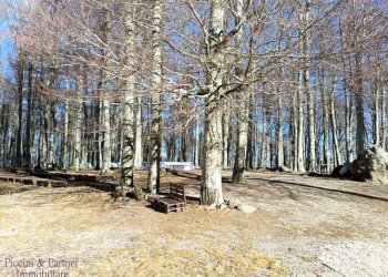 04.jpg - Bilocale Prato della Marsiliana Monte Amiata, Seggiano - foto 4