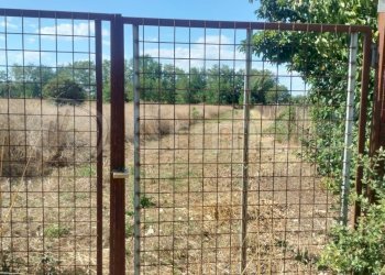 WhatsApp Image 2026-01-24 at 11.17.19 (2).JPG - Terreno agricolo Giugliano in Campania - foto 4