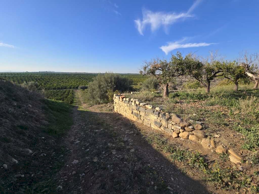 3.jpg - Terreno agricolo Via San Nicola 19, Motta Sant'Anastasia - foto 3