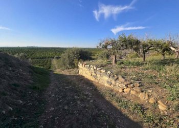 3.jpg - Terreno agricolo Via San Nicola 19, Motta Sant'Anastasia - foto 3