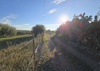 11.jpg - Terreno agricolo Via San Nicola 19, Motta Sant'Anastasia - foto 11