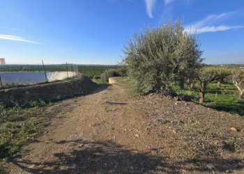 15.jpg - Terreno agricolo Via San Nicola 19, Motta Sant'Anastasia - foto 15