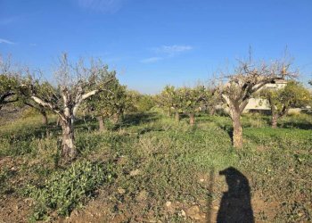 17.jpg - Terreno agricolo Via San Nicola 19, Motta Sant'Anastasia - foto 17