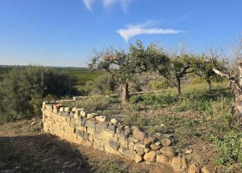 18.jpg - Terreno agricolo Via San Nicola 19, Motta Sant'Anastasia - foto 18