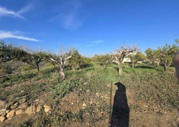 21.jpg - Terreno agricolo Via San Nicola 19, Motta Sant'Anastasia - foto 21
