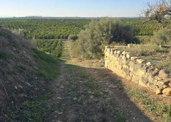 24.jpg - Terreno agricolo Via San Nicola 19, Motta Sant'Anastasia - foto 24