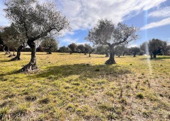 Building land Contrada Colle Vento, Montesilvano - photo 10