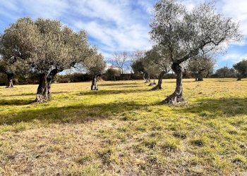 Building land Contrada Colle Vento, Montesilvano - photo 11