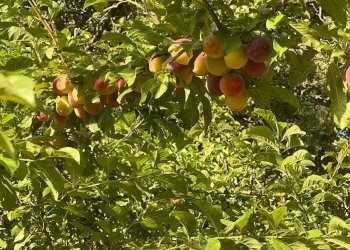 Giardino - Villa Str Milia, Biancavilla - foto 15