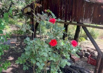 Giardino - Villa Str Milia, Biancavilla - foto 20