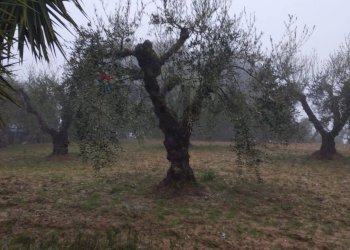 Giardino - Villa contrada camemi, Piazza Armerina - foto 28