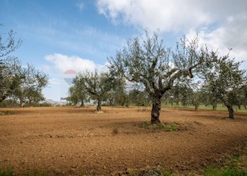 Giardino - Villa contrada camemi, Piazza Armerina - foto 28