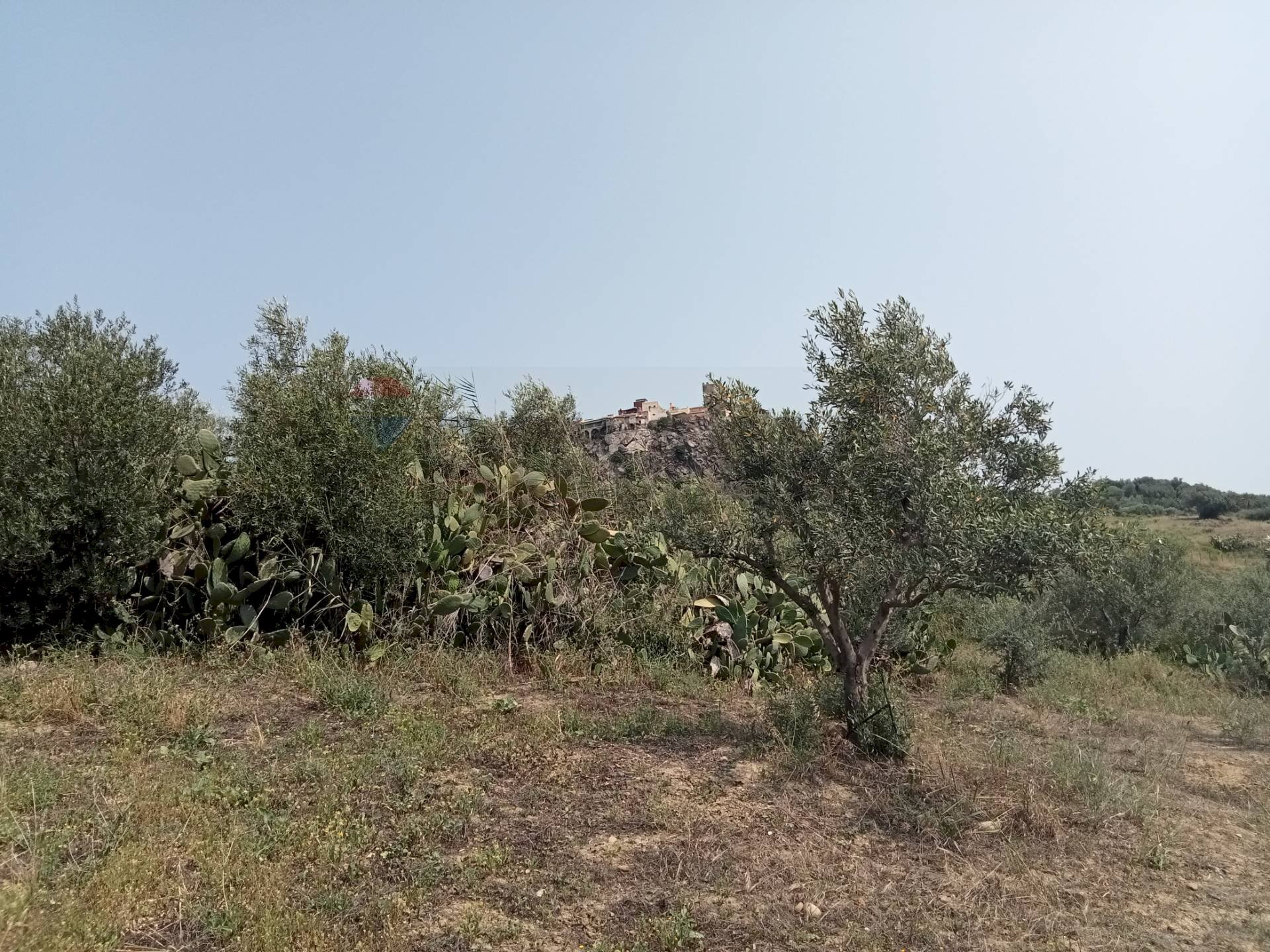 Giardino - Terreno agricolo Via dell'Ulivo Millenario
 
3, Motta Sant'Anastasia - foto 2