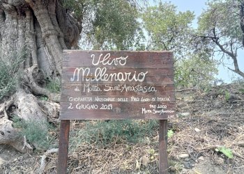 Non correlato - Terreno agricolo Via dell'Ulivo Millenario
3, Motta Sant'Anastasia - foto 1