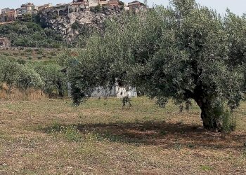 Giardino - Terreno agricolo Via dell'Ulivo Millenario
3, Motta Sant'Anastasia - foto 5