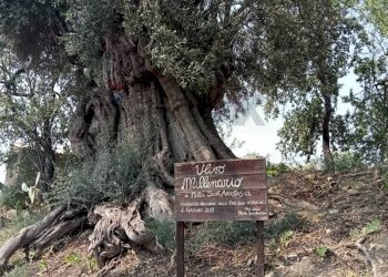 Giardino - Terreno agricolo Via dell'Ulivo Millenario
3, Motta Sant'Anastasia - foto 7