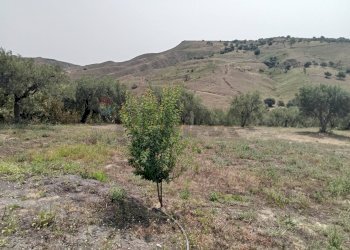 Vista delle montagne - Terreno agricolo Via dell'Ulivo Millenario
3, Motta Sant'Anastasia - foto 8