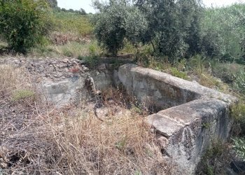 Giardino - Terreno agricolo Via dell'Ulivo Millenario
3, Motta Sant'Anastasia - foto 13