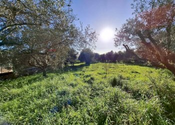 Giardino - Villa Traversa Muragliamele, Floridia - photo 6