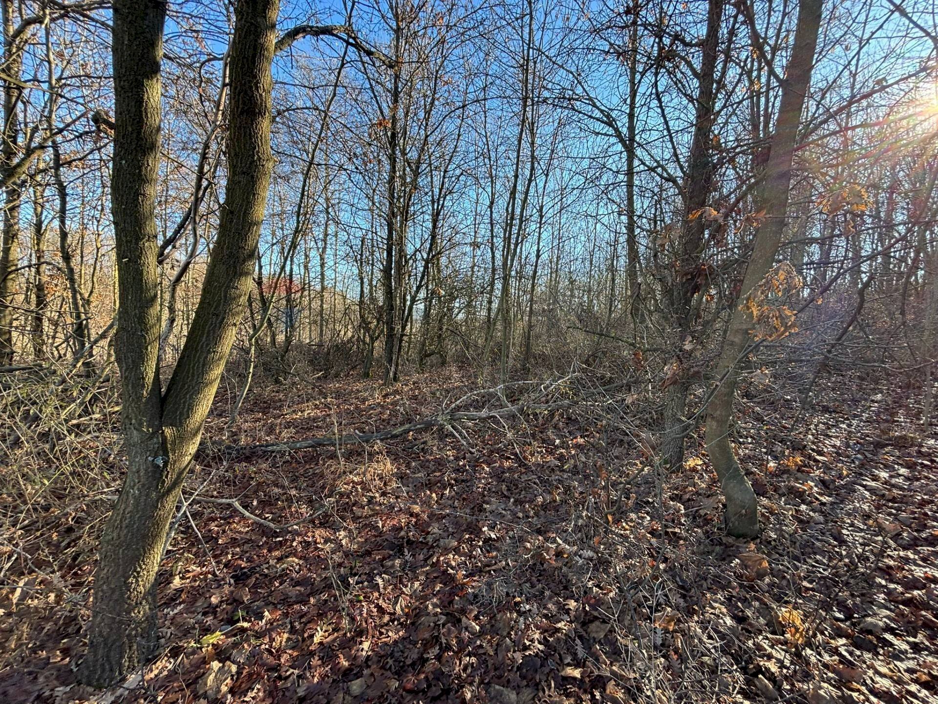 Non correlato - Terreno agricolo Montezemolo - foto 3