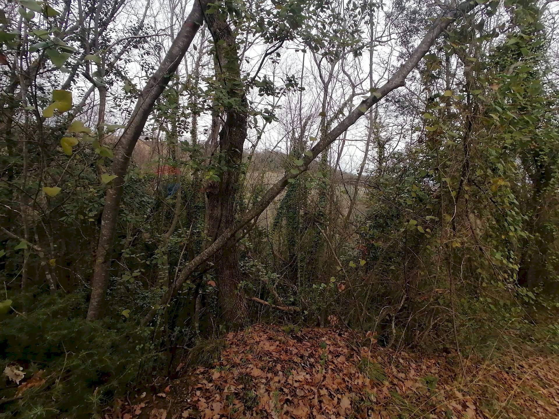 Giardino - Terreno agricolo Cavallo Morto, Filetto - foto 3