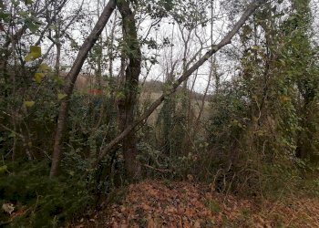 Giardino - Terreno agricolo Cavallo Morto, Filetto - foto 3