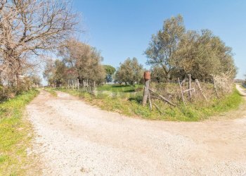 Giardino - Terreno agricolo Località Pantano
snc, Ischia di Castro - foto 11