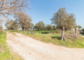 Giardino - Terreno agricolo Località Pantano
snc, Ischia di Castro - foto 12