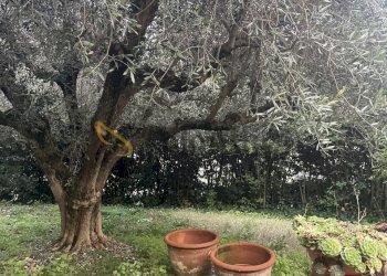 GIARDINI - Villa Via Sogliano, Savignano sul Rubicone - foto 20