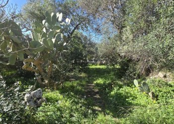 20260213_100422.jpg - Terreno agricolo C.DA CUGNI  SNC, Siracusa - foto 6