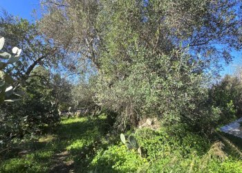 20260213_100423.jpg - Terreno agricolo C.DA CUGNI  SNC, Siracusa - foto 7