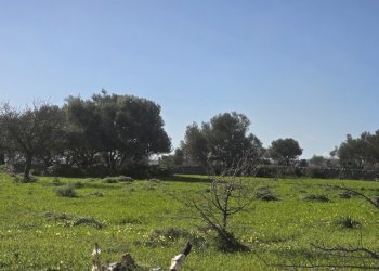 20260213_101630.jpg - Terreno agricolo C.DA CUGNI  SNC, Siracusa - foto 11