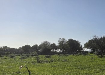 20260213_101632.jpg - Terreno agricolo C.DA CUGNI  SNC, Siracusa - foto 14