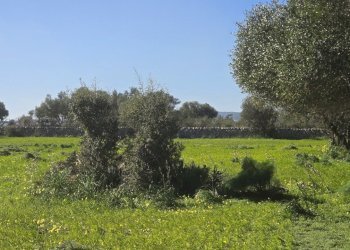 20260213_101639.jpg - Terreno agricolo C.DA CUGNI  SNC, Siracusa - foto 15