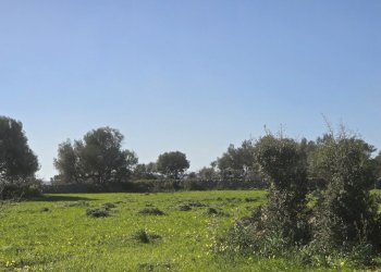 20260213_101641.jpg - Terreno agricolo C.DA CUGNI  SNC, Siracusa - foto 16
