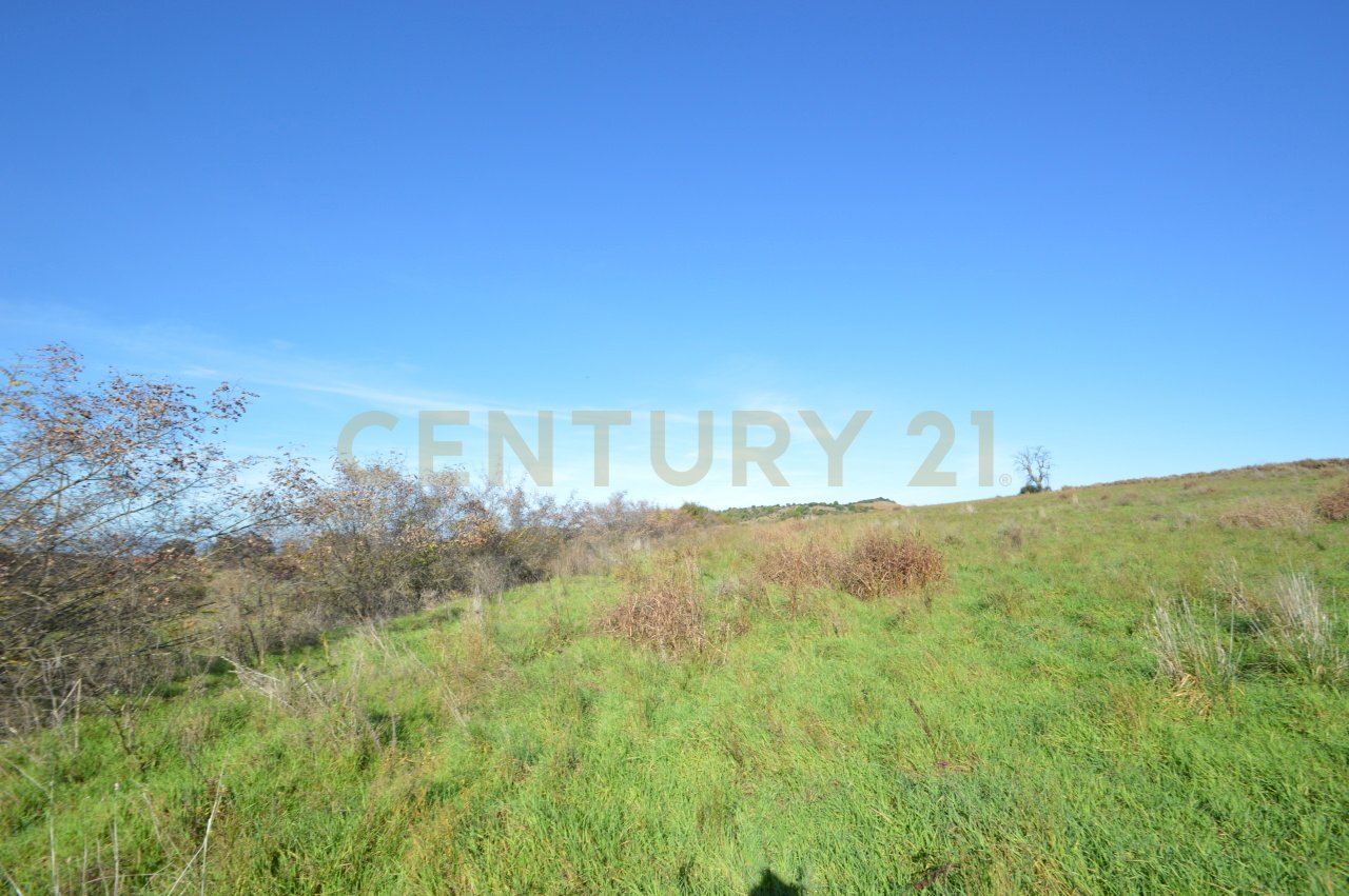 DSC_0096.JPG - Terreno agricolo Strada Provinciale Montiano, Grosseto - foto 1
