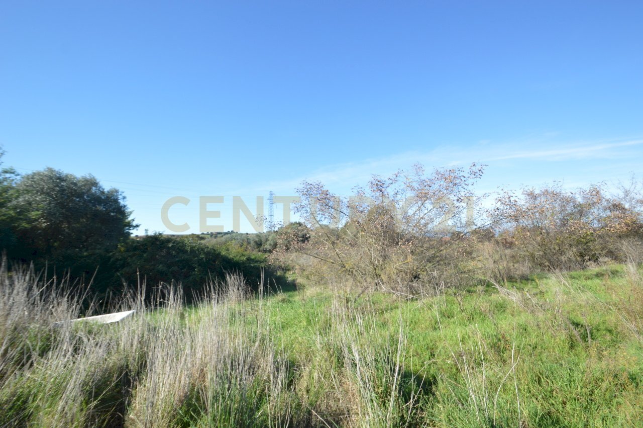 DSC_0097.JPG - Terreno agricolo Strada Provinciale Montiano, Grosseto - foto 2