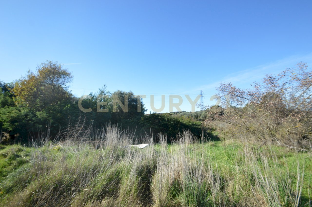 DSC_0098.JPG - Terreno agricolo Strada Provinciale Montiano, Grosseto - foto 3