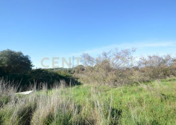 DSC_0097.JPG - Terreno agricolo Strada Provinciale Montiano, Grosseto - foto 2