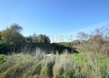 DSC_0098.JPG - Terreno agricolo Strada Provinciale Montiano, Grosseto - foto 3