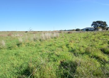 DSC_0099.JPG - Terreno agricolo Strada Provinciale Montiano, Grosseto - foto 4
