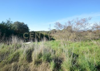 DSC_0101.JPG - Terreno agricolo Strada Provinciale Montiano, Grosseto - foto 6
