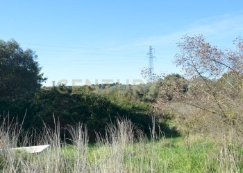 DSC_0102.JPG - Terreno agricolo Strada Provinciale Montiano, Grosseto - foto 7